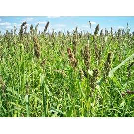 Brown Top Millet Seeds - Makes an Abundance of Seed!!!!!! 500 Seeds