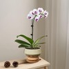 Gepege 6.5 Inch Orchid Pots with Holes for Indoor Plants,
