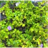 Snail Vine live plant in 2 inch pot ~ Vigna
