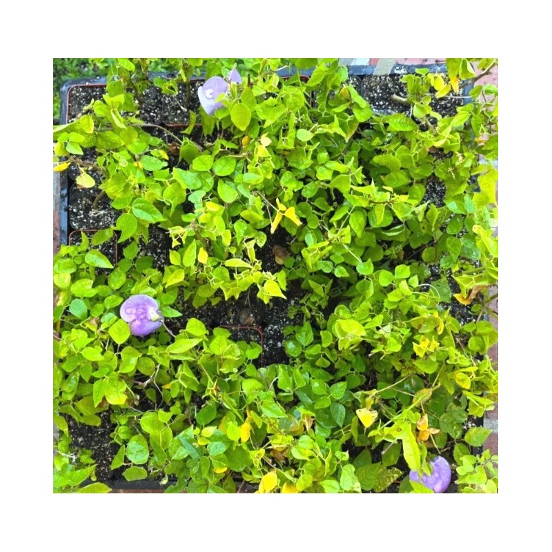 Snail Vine live plant in 2 inch pot ~ Vigna