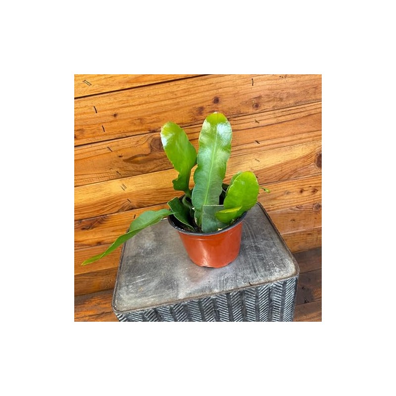 Epiphyllum Queen of The Night, 6" Plant