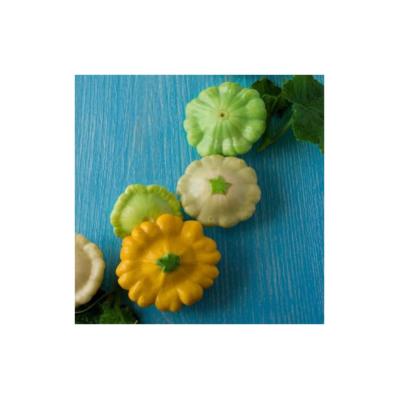 Eden Brothers Squash (Summer) Seeds - Scallop Blend Non-GMO Seeds