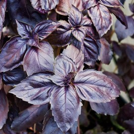 Home Grown Basil Red Rubin HEIRLOOM 200+ Seeds 100% Organic Non GMO Grown In USA