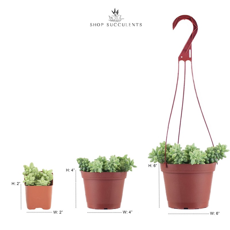Shop Succulents | Hanging Collection of Live Succulent Plants, Hand