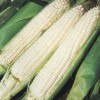King Silver King Sweet Corn Seeds (50) / ORGANIC /