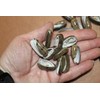 50- Natural Black Olive Seashells for Crafts, Precision Top Cut