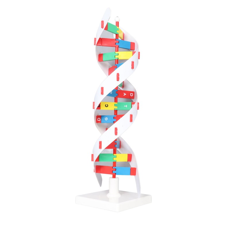 DNA Structure Model Colorful Double Spiral Assemble Model Science Educational
