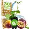 Wellspring Gardens Bounty Passion Fruit Plant - Passiflora - Wellspring