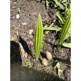 Palm Chinese Fan Palm Seedlings (10) 1”-2” Tall