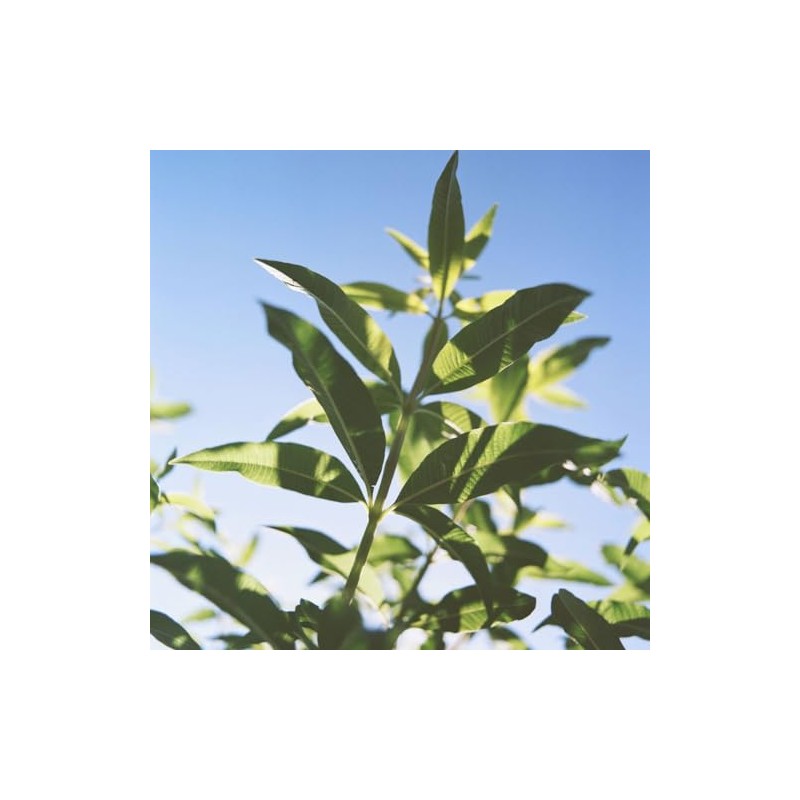 L'Occitane Bálsamo desodorante Verbena 50gr