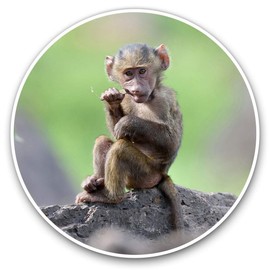 Awesome Vinyl Stickers (Set of 2) 20cm - Baby Baboon Animal Monkey Fun Decals for Laptops,Tablets,Luggage,Scrap Booking,Fridges #12481