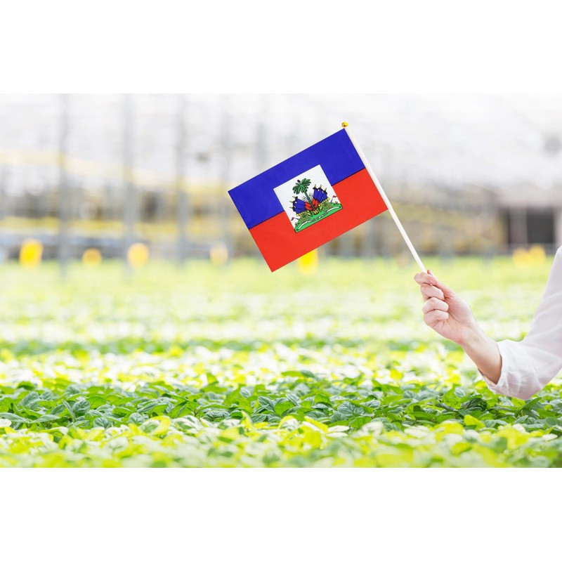 50 Pack Haiti Haitian on Stick Flags,Small Mini Hand Held