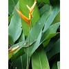 HELICONIA YELLOW TORCH LOT OF 6 RHIZOMES