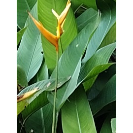 HELICONIA YELLOW TORCH LOT OF 6 RHIZOMES