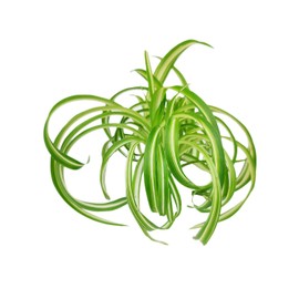 Bonnie Curly Spider Plant (6" Grower Pot) - Chlorpohytum Comosum - Grow, Easy to Care Houseplant - Live Healthy Houseplant for Home Office Decoration - Pet Friendly Indoor Plant