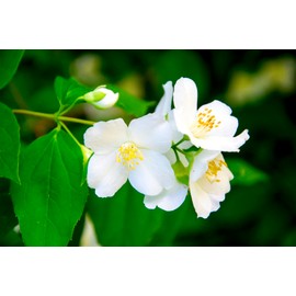 Jasmine Natural Solid Perfume (Jasmine, 0.25 oz tin jar)