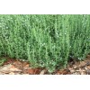 SCARBOROUGH SEEDS SUMMER SAVORY - 500 Seeds - Herb Non