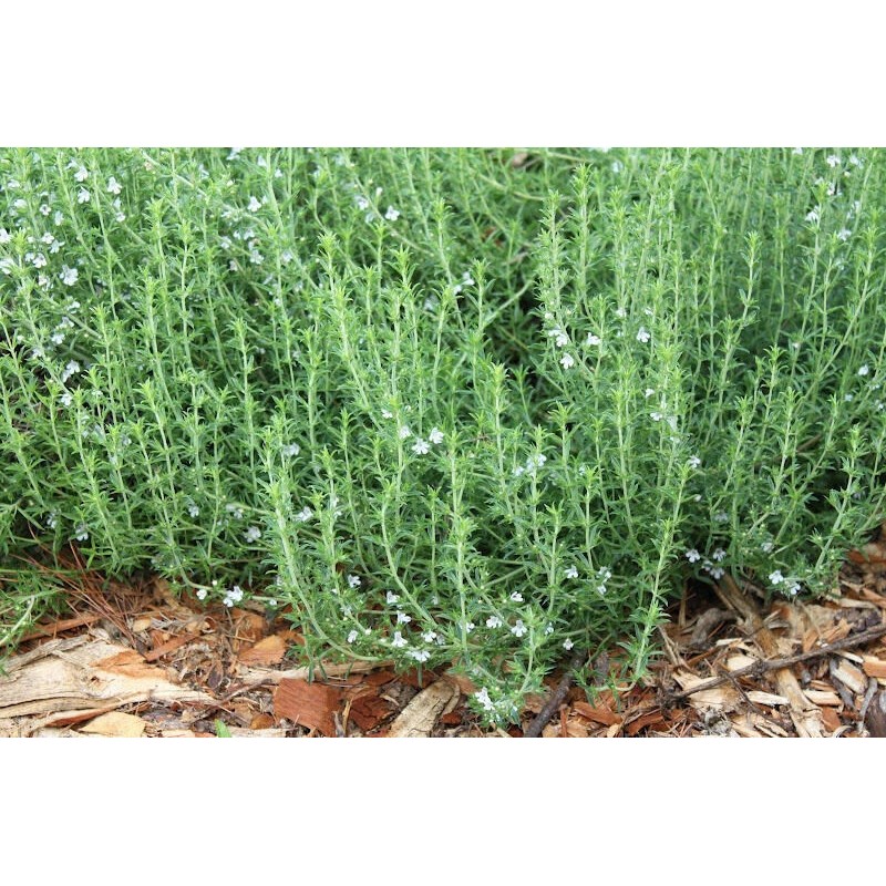 SCARBOROUGH SEEDS SUMMER SAVORY - 500 Seeds - Herb Non
