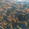 DOITOOL Six Angle Fish Protector Pond Nets 10.55X10.55 Inch Durable