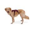 RUFFWEAR 1874137 Webmaster Harness (XXS, Red Smack) (RDSMC)