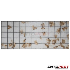 Entopest 30 Pack Pheromone Pads for Common Clothes Moth - Replacement Refill for Room & Wardrobe Hanger Control Traps (Tineola bisselliella)