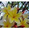 Live Tropical Yellow Plumeria Plant Cuttings, 10 Inches Long No