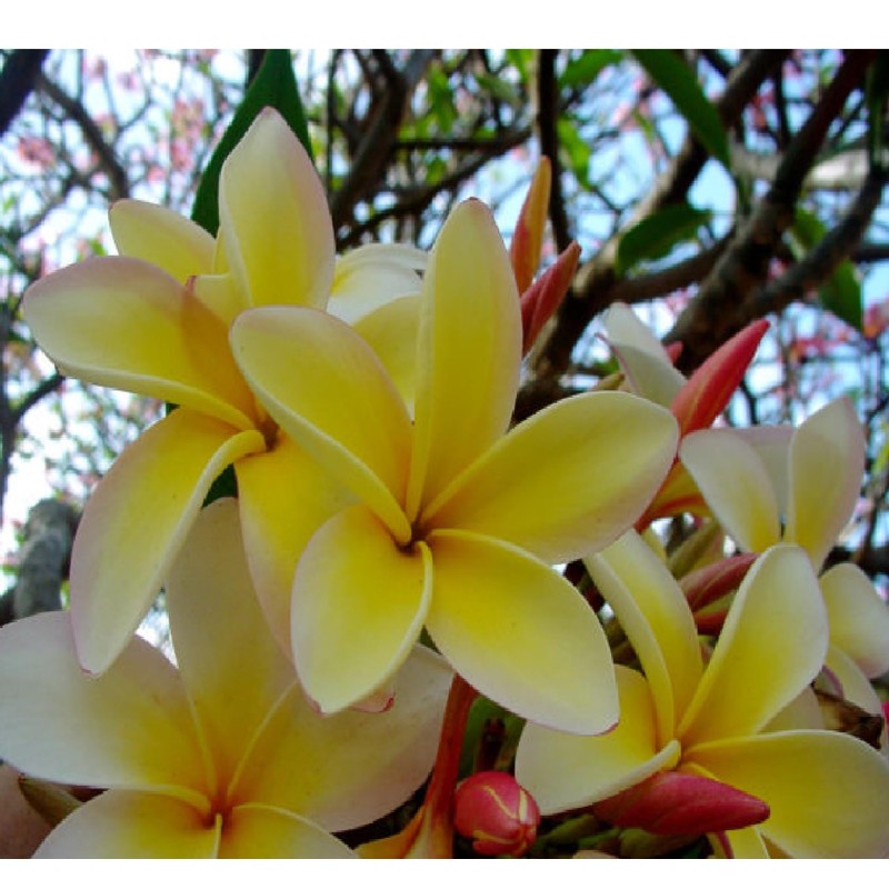 Live Tropical Yellow Plumeria Plant Cuttings, 10 Inches Long No