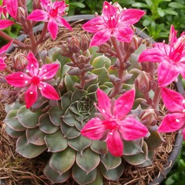 Graptopetalum Tacitus bellus Super Star Cacti Cactus Succulent Real Live Plant