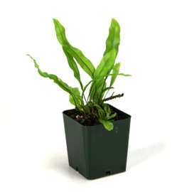 Microsorum scolopendrium 'Wart/Kangaroo Fern'