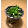 Cryptocoryne Parva Crypt Parva Easy Live Aquarium Plants BUY 2