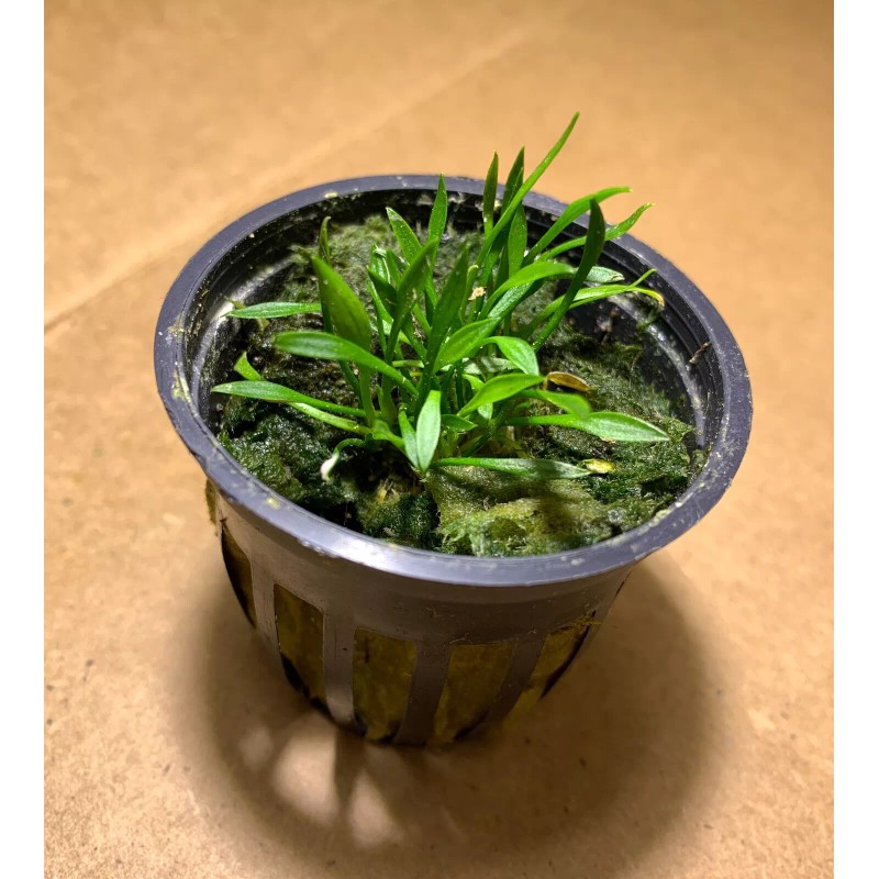 Cryptocoryne Parva Crypt Parva Easy Live Aquarium Plants BUY 2