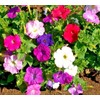 Little Seed Store 2001+Dwarf PETUNIA MIX Flower Seeds Garden Container