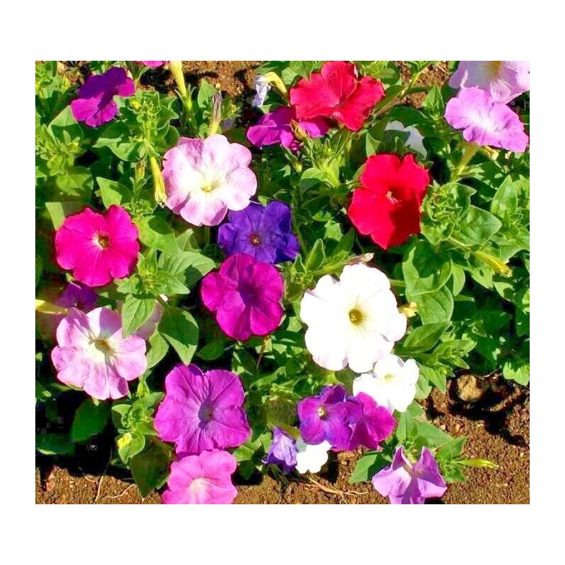 Little Seed Store 2001+Dwarf PETUNIA MIX Flower Seeds Garden Container