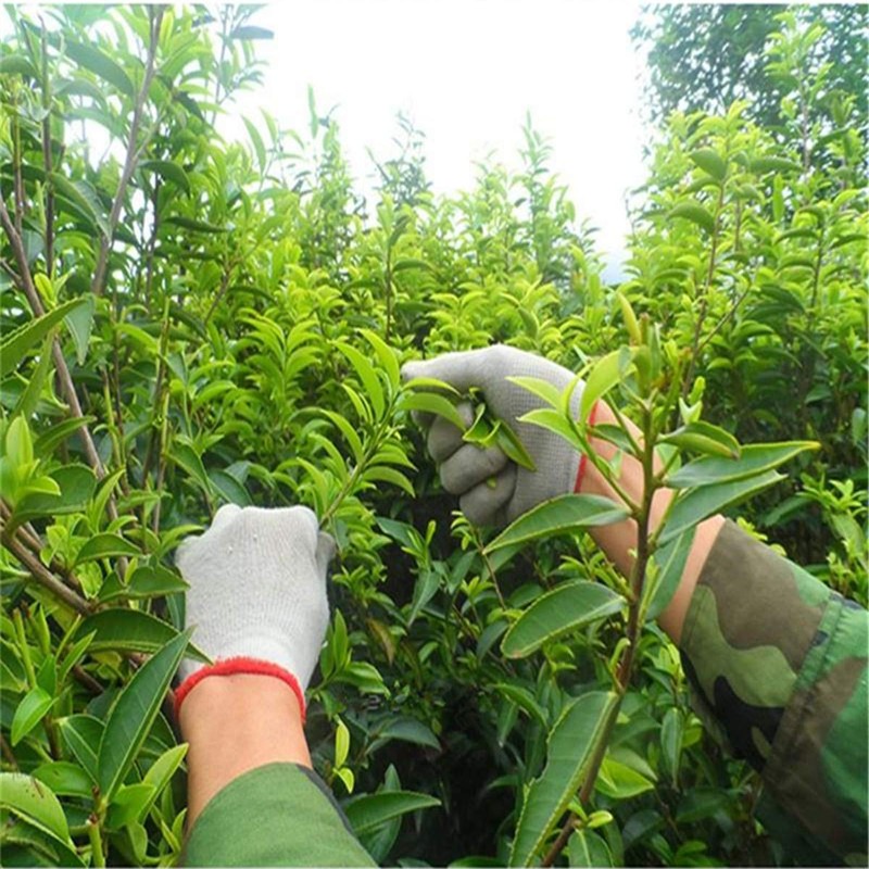 250g Phoenix Dancong Single Longitudinal Tea Natural Health Care