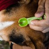 TickCheck Tick Remover Spoon - 3 Pack of Lightweight Tick