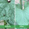 Ultra Fine Garden Netting 4'x10' Plant Pest Barrier Covers Bird