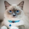 Hepplly 2X Safety Cat Collars Quick Release with Bell,Adjustable 20-32cm