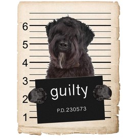 Bouviers Des Flandre Mugshot Bad Dog Car Bumper Magnet, Magnetic for Refrigerator, Decorative Fridge, Office, Whiteboard, Kitchen, Locker Waterproof Decor, Family & Friends, 4x7 in