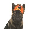 Midlee Turkey Dog Headband