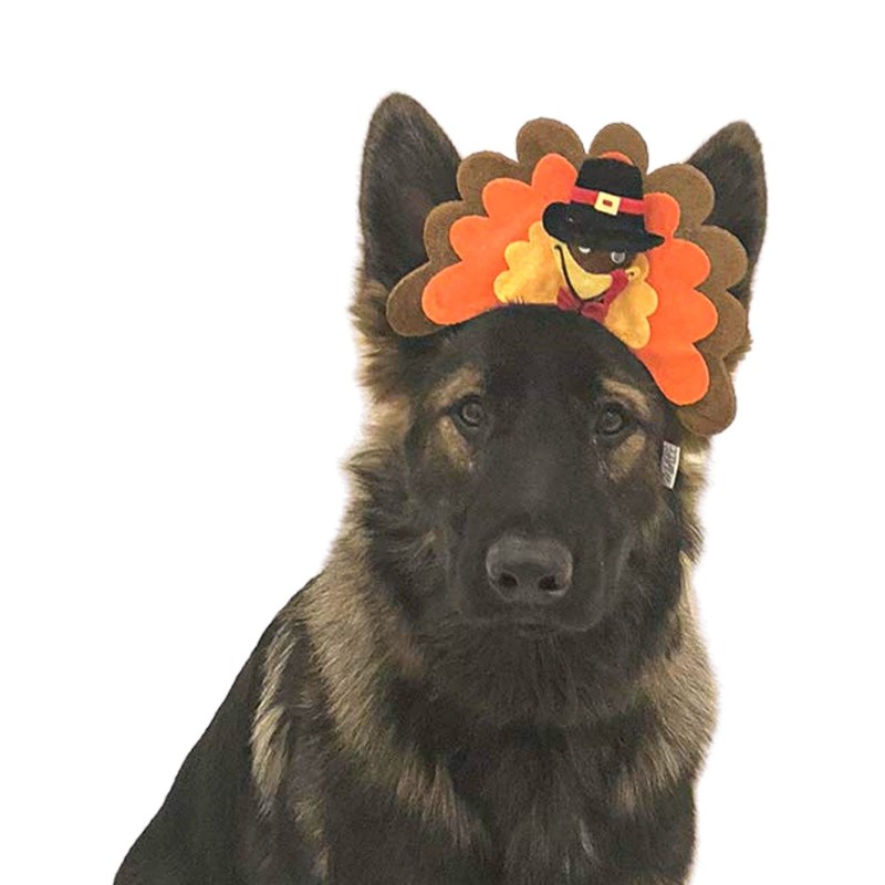 Midlee Turkey Dog Headband