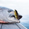 TABKSOLA Whopper Plopper, Surface Bait, Perch Bait, Topwater Bait with