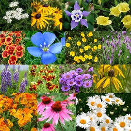 Flowers All Perennial Flower Seed Mix | 17 Flower Varieties