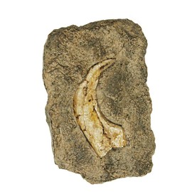 Geoworld CL081K - Dig & Discover, Fossil Replica, Velociraptor Claw