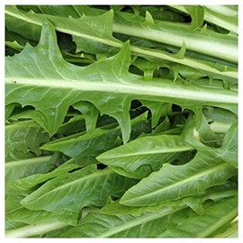 Everwilde Farms - 1 Oz Catalogna Emerald Endive Seeds - Gold Vault
