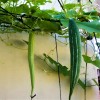 Straightup Nature Fresh Buag Ngu Seeds | 10 Seeds |