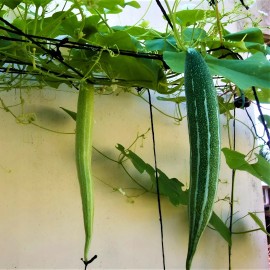 Straightup Nature Fresh Buag Ngu Seeds | 10 Seeds | Heirloom Non-GMO | Asian Vegetable Seeds