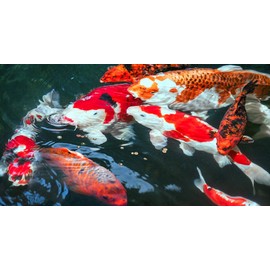sera 1 Piece KOI Professional Spring/Autumn Food, 4.86 lb/2200 g