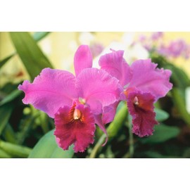 Hawaiian Cattleya Orchid Starter Plant - 6 - 10 Inches Tall, Planted in 2 Inch Pot - no Bloom - Discount HawaiianGIft
