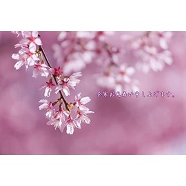 [Lac et Soleil] "Thank you for your cold weather" Sakura postcard postcard-photo by superb view.com