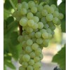 Grape Plant With Pot 10” Cutting Vine Sweet Seedless Ready